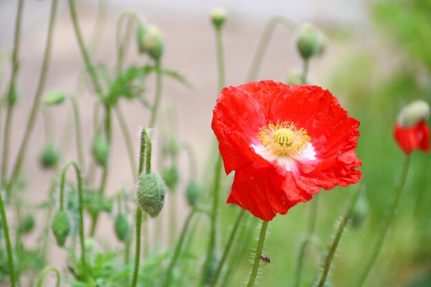 Lebendiges Mohnfeld Auf dem Feld wachsen schöne rote Mohnblumen auf grünen, flauschigen Stielen