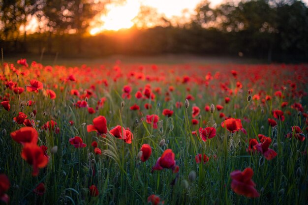 Lebendiges Mohnfeld Schöne rote Mohnblumen auf grünen, flauschigen Stielen wachsen in einer verschwommenen Feldlandschaft