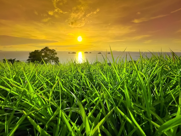 Lebendiges orangefarbenes Sonnenuntergangsmeer und hellgrünes Gras