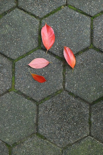 Lebendiges rotes Herbstlaub auf grauem pflasterndem Fußgänger