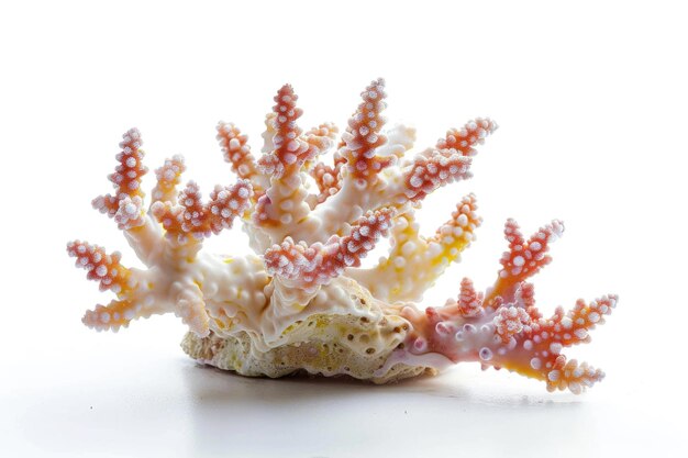 Lebendiges Staghorn Porites-Korallen, isoliert auf Weiß