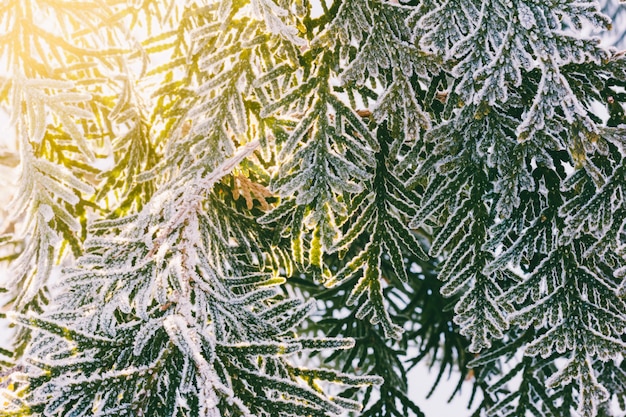 Lebensbaum Zweige mit Frost bedeckt und von der Morgensonne beleuchtet