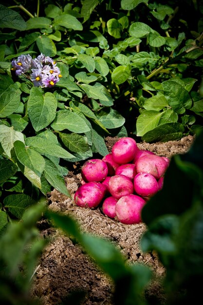 lebensmittel frisch landwirtschaft gemüse kartoffeln ländlich