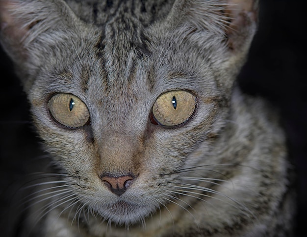 Lebensstil und Porträt von Katzen