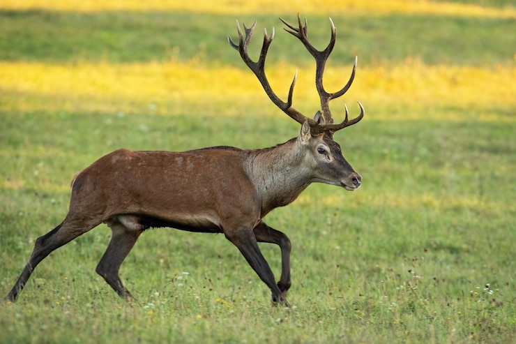 Foto lebenswichtiger rotwildhirsch, der im herbst auf der wiese läuft