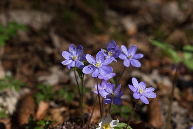 Leberblümchen oder Leberblümchen im Frühjahr Nahaufnahme Bild im Wald