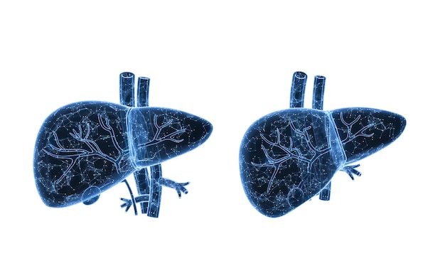 Leberorgan mit Gesundheitsversorgungskonzept 3D-Rendering