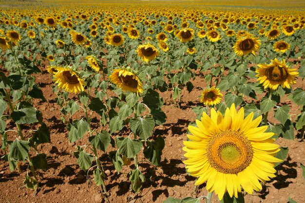 Lebhafte gelbe Blumen der Sonnenblumenplantage