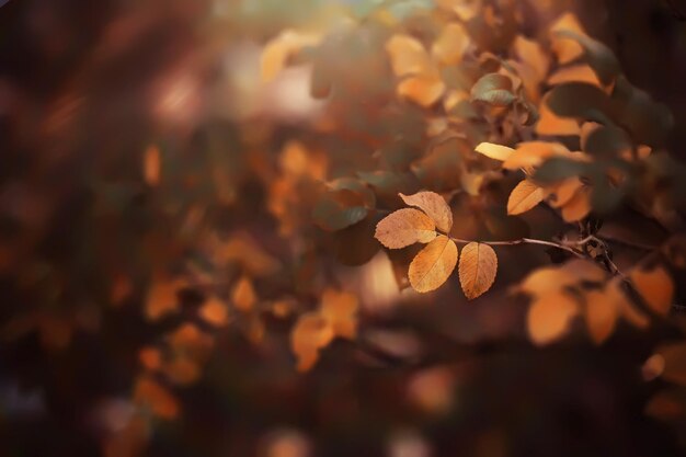Lebhafte Nahaufnahme von fallenden Herbstblättern mit lebhafter Hintergrundbeleuchtung von der untergehenden Sonne