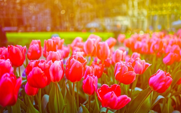 Lebhafte rosa Tulpen in voller Blüte auf die Natur bei Blüte im Bryant Park in Midtown Manhattan, New York, USA. Vereinigte Staaten von Amerika. New York, USA. Skyline mit Wolkenkratzern und amerikanischem Stadtbild.