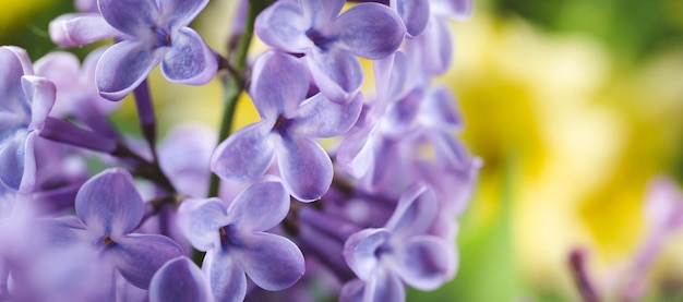 Lebhafte Szene aus lila Blumen