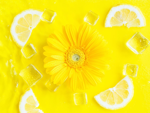 Lebhafter gelber Zitronenzitrusscheibenhintergrund mit Eiswürfelblumen