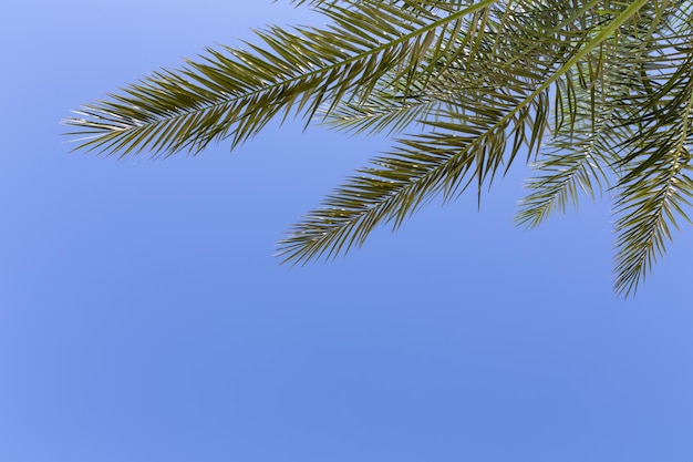 Lebhafter klarer blauer Himmel mit Palmenzweigen in der Ecke des Bildes