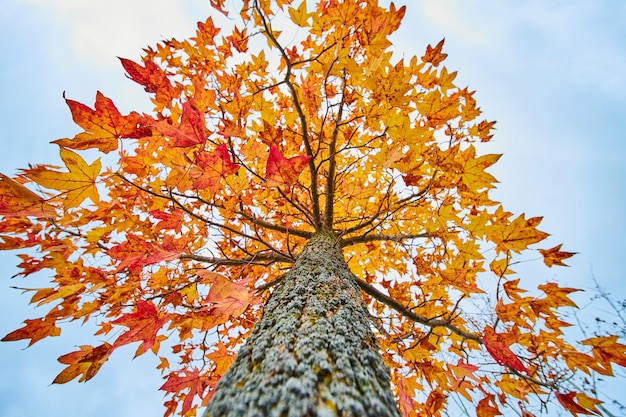 Lebhafter kleiner Baum im Herbst mit gelben und roten Blättern