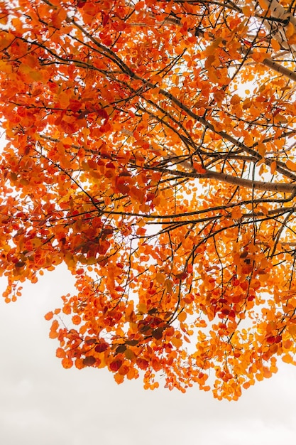 Lebhafter orangefarbener und gelber Baum im Herbst