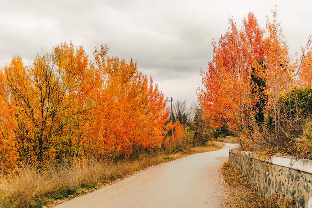 Lebhafter orangefarbener und gelber Baum im Herbst