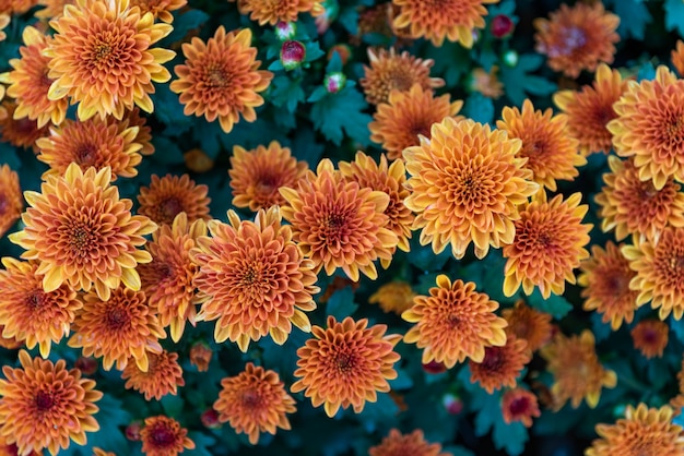 lebhaftes frisches helles süßes buntes und schönes der orange Dahlienblume.