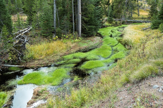 Lebhaftes grünes Wachstum in einem Bach in Yellowstone