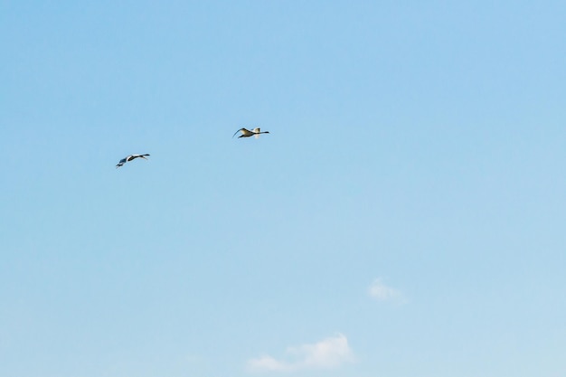 Lebidshipun dos cisnes bilikh para volar en un blakite nebi sin dobladillo