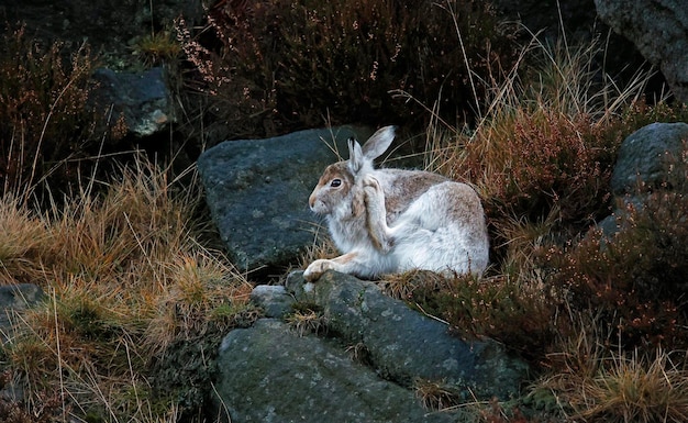 Lebre da montanha na limpeza e arrumação do casaco de inverno