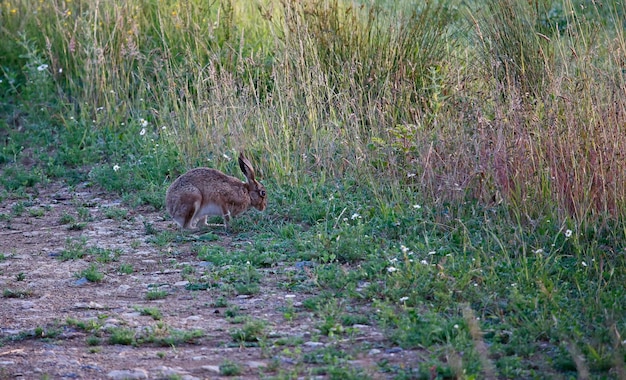 Lebre em um campo