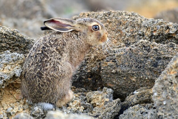 Lebre fofa europeia sentada sobre uma pedra natural, lepus europaeus.