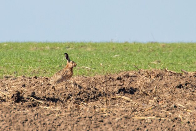 Lebre marrom européia (Lepus europeaus) se escondendo no campo na primavera