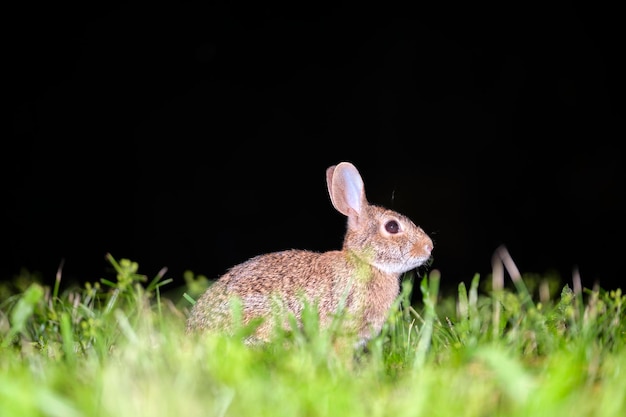 Lebre pequena cinzenta comendo grama no campo de verão coelho selvagem na natureza