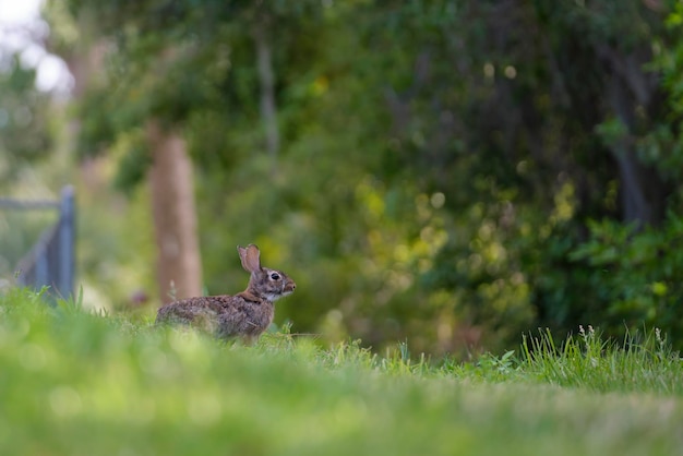 Lebre pequena cinzenta comendo grama no campo de verão Coelho selvagem na natureza