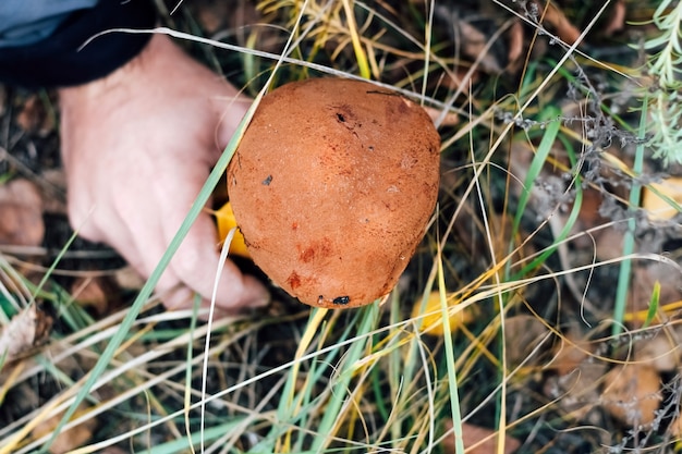 Leccinum aurantiacum Steinpilze