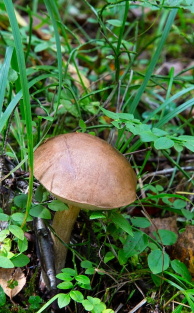 Leccinum Scabrum crece con mayor frecuencia debajo de álamos en el bosque y más allá. Hongo comestible.