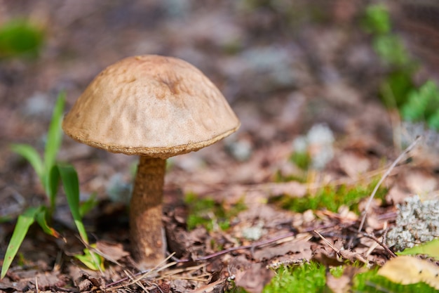 Leccinum versipelle Pilz im Herbstwald