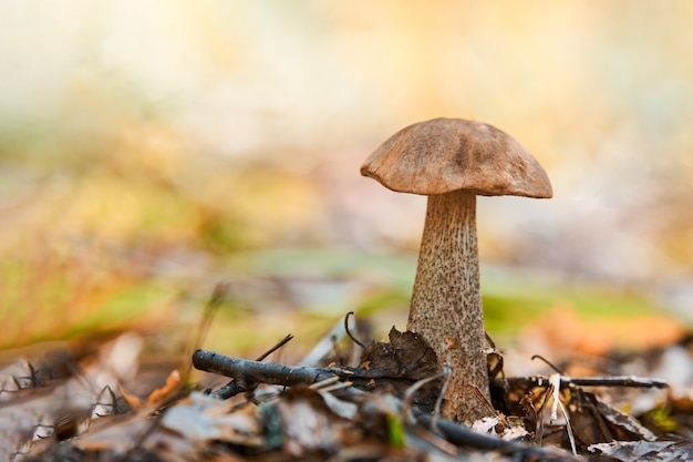 Leccinum versipelle Pilz. Orangenbirkenbolete im Herbstwald. Saisonale Sammlung von Speisepilzen