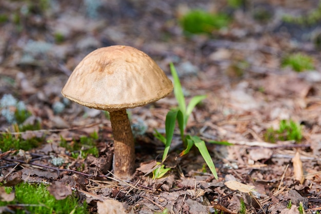 Leccinum versipelle Pilz