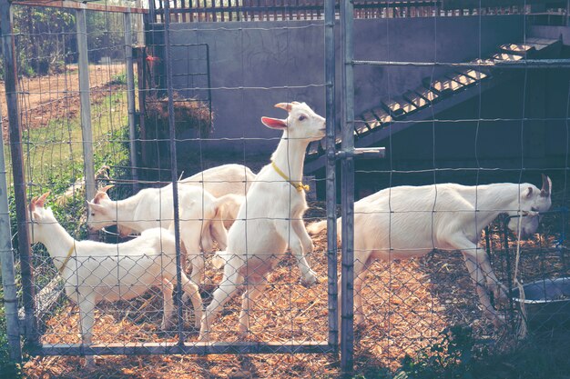 leche de cabra blanca en la granja, Tailandia