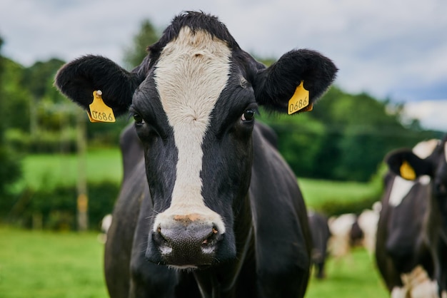 Leche saludable de vacas sanas Captura recortada de un rebaño de ganado pastando en una granja lechera
