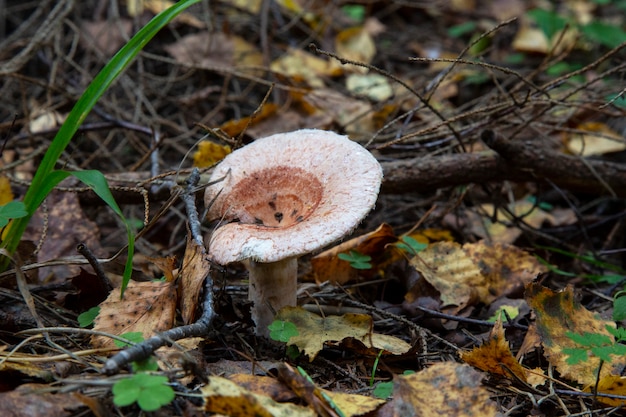 Foto lechero lanudo lactarius torminosus en el bosque de otoño. el hongo es comestible. más adecuado para enlatar.
