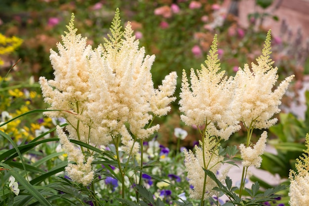 Lecho de flores con astilba floreciente en el jardín. Jardinería, paisajismo.