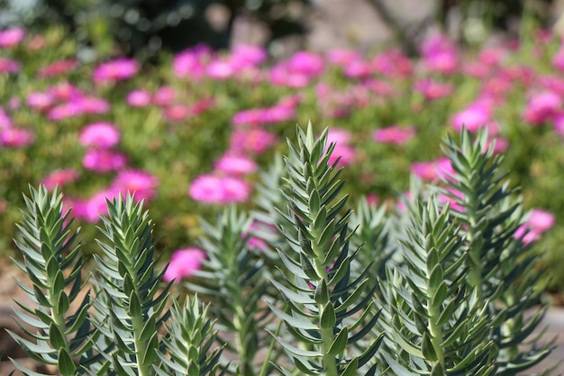 Lecho de flores como fondo floral