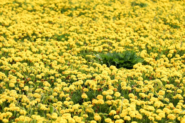 Lecho de flores como fondo floral