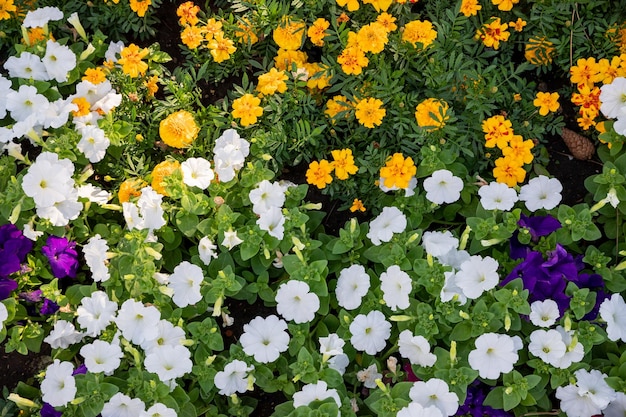 Un lecho de flores con flores blancas y amarillas.