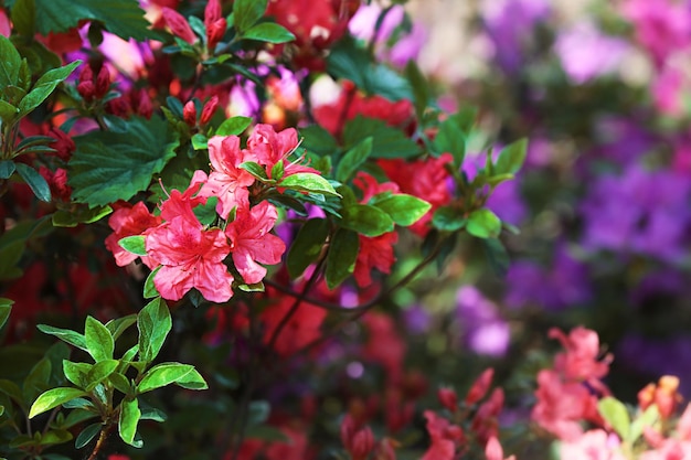 Lecho de flores con flores de colores brillantes en el jardín botánico