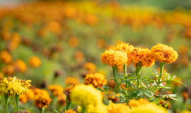 Lecho de flores de flores Marygold naranja y amarillo