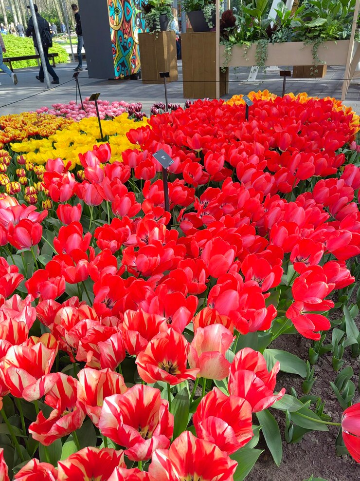 un lecho de flores con un letrero que dice primavera