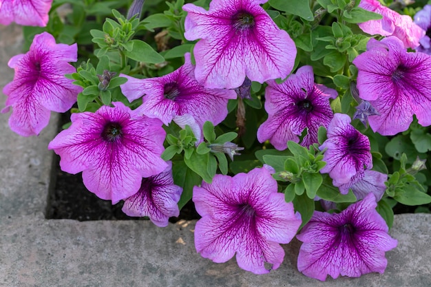 Foto lecho de flores con petunias en flor en el jardín diseño de paisaje de jardinería