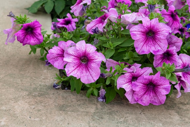 Lecho de flores con petunias en flor en el jardín. Jardinería, paisajismo.