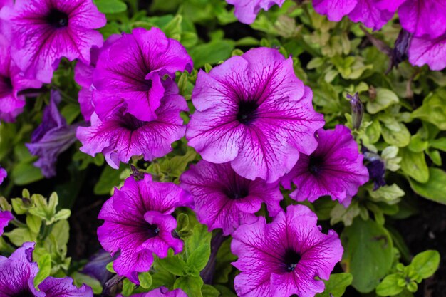 Foto lecho de flores con petunias moradas cerrar petunia flores florecer petunia flor