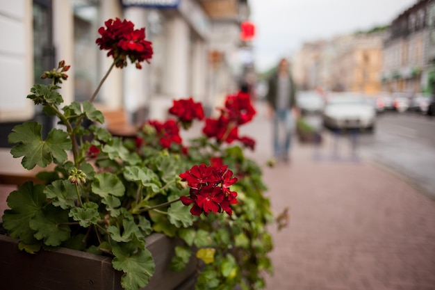 Lecho de flores con petunias rojas en la calle Decoración colorida flor artificial en la maceta