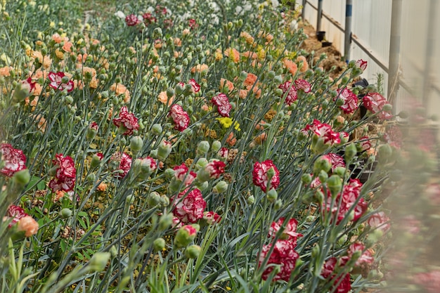 Lecho de flores con plantas en flor de clavel