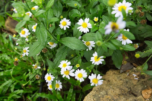 Lecho de flores con plantas florecientes de matricaria en el jardín